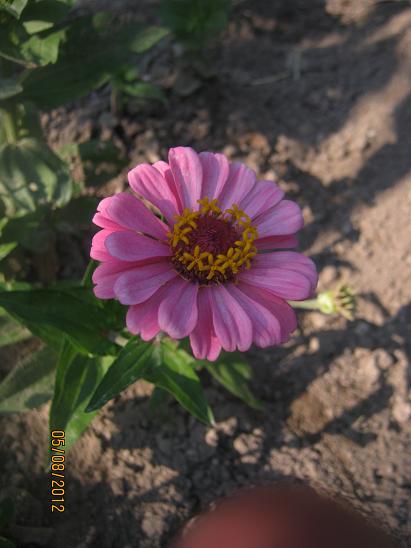 Name:  zinnia2.JPG
Views: 1684
Size:  39.8 KB
