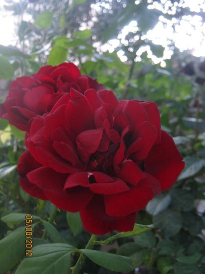 Name:  k. gl.JPG
Views: 1472
Size:  37.1 KB