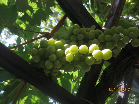 Name:  kokulu zm.JPG
Views: 1711
Size:  49.3 KB