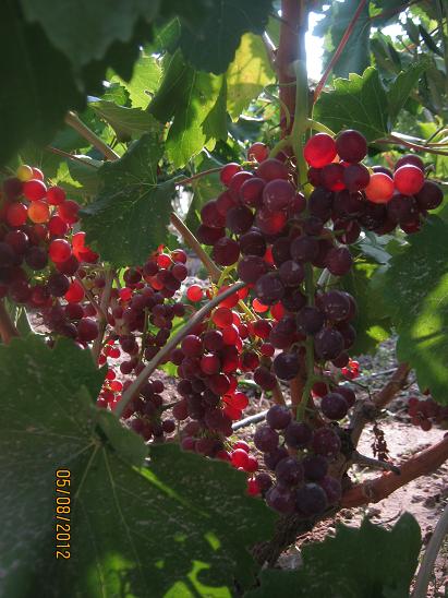 Name:  zm.JPG
Views: 1425
Size:  56.5 KB