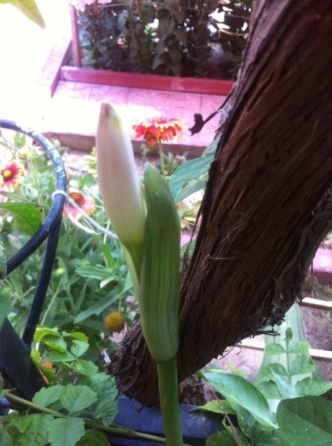 Name:  iphone 001.jpg
Views: 1013
Size:  47.0 KB