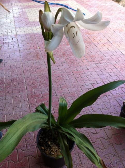 Name:  iphone 004.jpg
Views: 1005
Size:  53.9 KB
