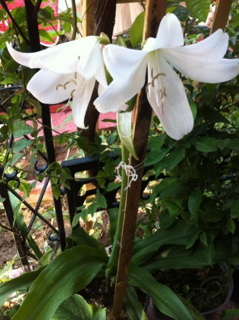 Name:  iphone 005.jpg
Views: 987
Size:  57.2 KB