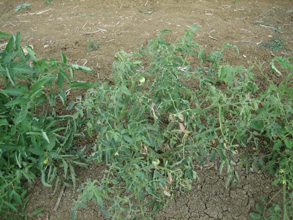 Name:  019.jpg
Views: 1690
Size:  70.7 KB