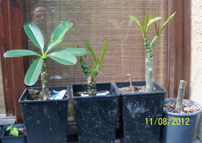 Name:  101_0445.jpg
Views: 590
Size:  60.5 KB