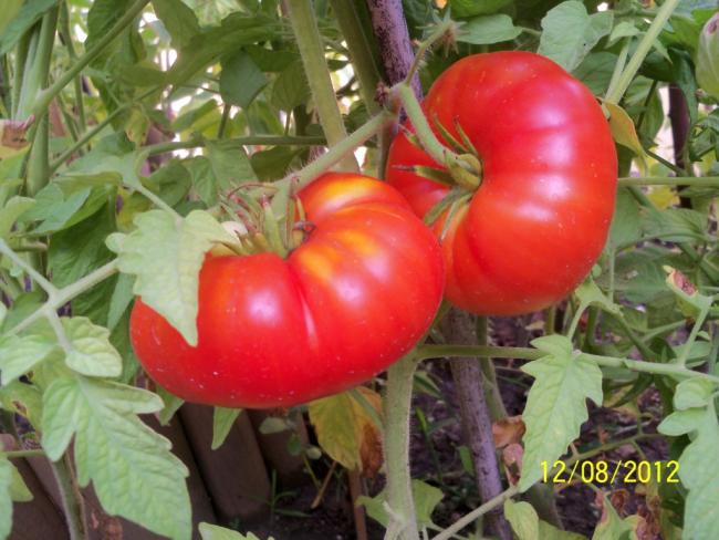 Name:  101_0546.jpg
Views: 741
Size:  51.4 KB