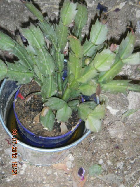 Name:  DSCN2350.jpg
Views: 709
Size:  58.1 KB