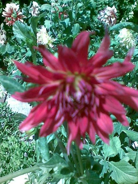 Name:  Grnt071.jpg
Views: 1025
Size:  64.4 KB