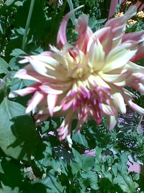 Name:  Grnt079.jpg
Views: 1018
Size:  58.1 KB