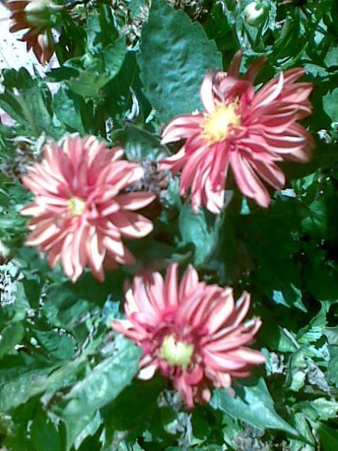 Name:  Grnt086.jpg
Views: 856
Size:  61.8 KB
