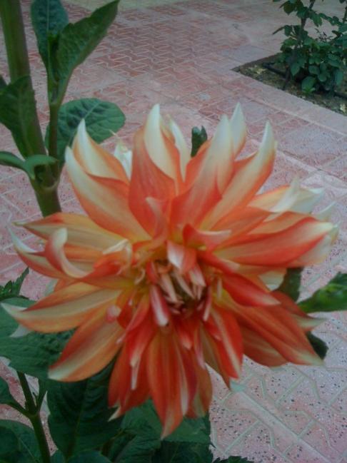 Name:  Resim 029.jpg
Views: 838
Size:  42.3 KB