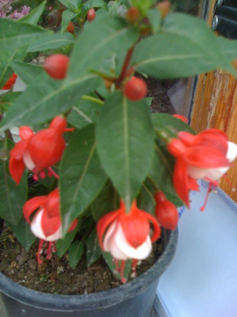 Name:  Resim iphone 060.jpg
Views: 847
Size:  60.7 KB