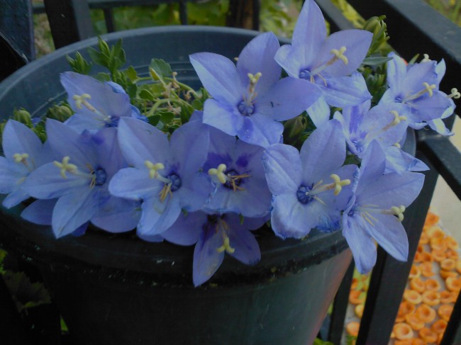 Name:  SP_A0229.jpg
Views: 842
Size:  65.6 KB