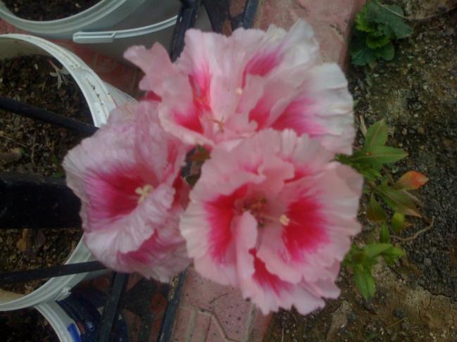Name:  Resim iphone 101.jpg
Views: 864
Size:  42.1 KB
