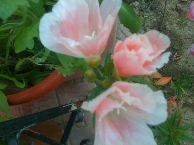Name:  Resim iphone 102.jpg
Views: 855
Size:  67.6 KB