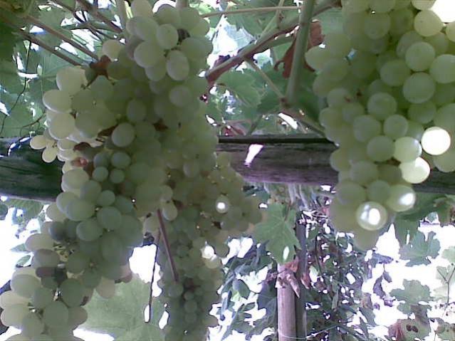 Name:  4.jpg
Views: 803
Size:  51.3 KB