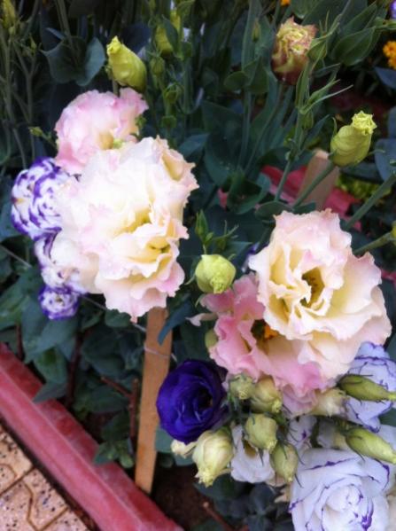 Name:  IMG_2676.jpg
Views: 783
Size:  43.0 KB