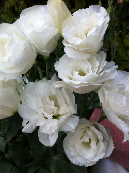 Name:  iphone 031.jpg
Views: 771
Size:  58.8 KB