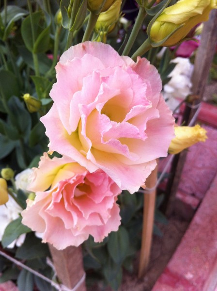 Name:  iphone 035.jpg
Views: 780
Size:  62.5 KB