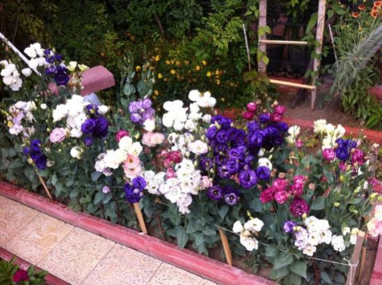 Name:  iphone 040.jpg
Views: 811
Size:  56.0 KB