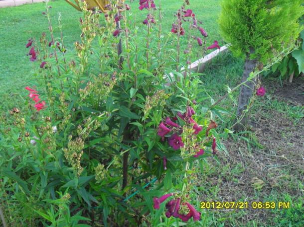 Name:  031.jpg
Views: 517
Size:  71.5 KB