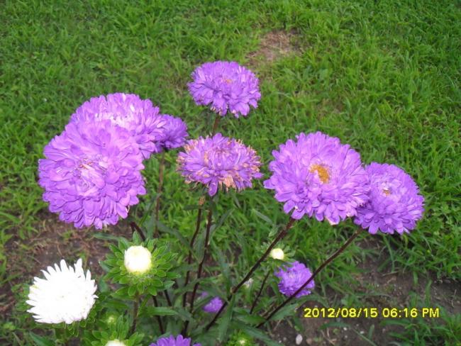 Name:  052.jpg
Views: 508
Size:  68.3 KB