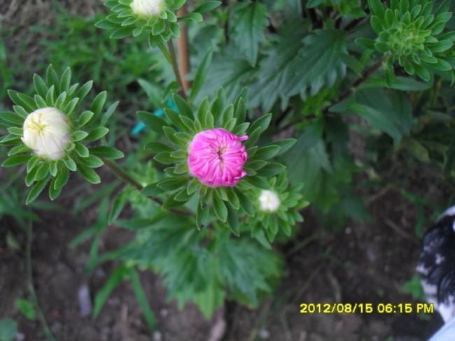 Name:  044.jpg
Views: 524
Size:  41.2 KB