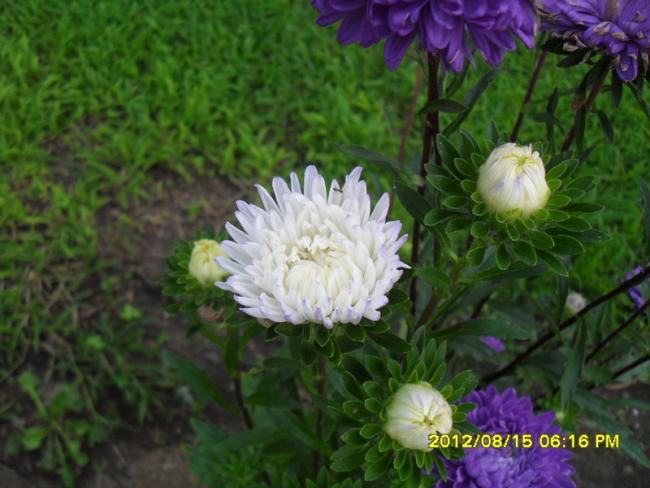Name:  051.jpg
Views: 499
Size:  46.7 KB