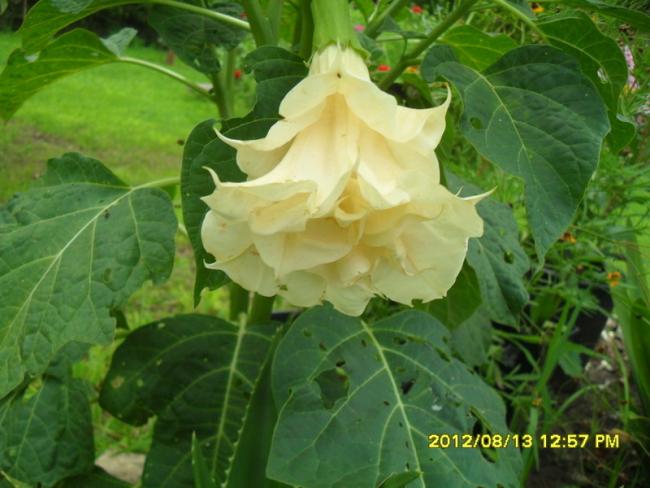 Name:  013.jpg
Views: 525
Size:  45.2 KB