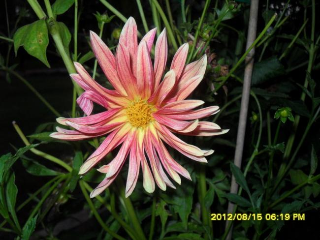 Name:  061.jpg
Views: 507
Size:  52.2 KB