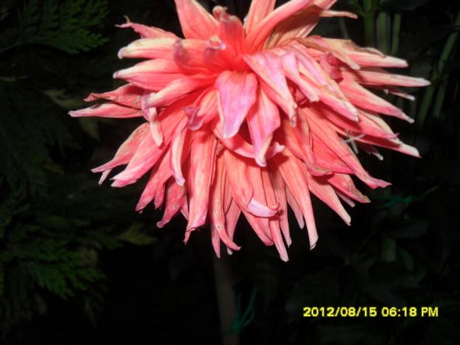 Name:  059.jpg
Views: 484
Size:  38.2 KB