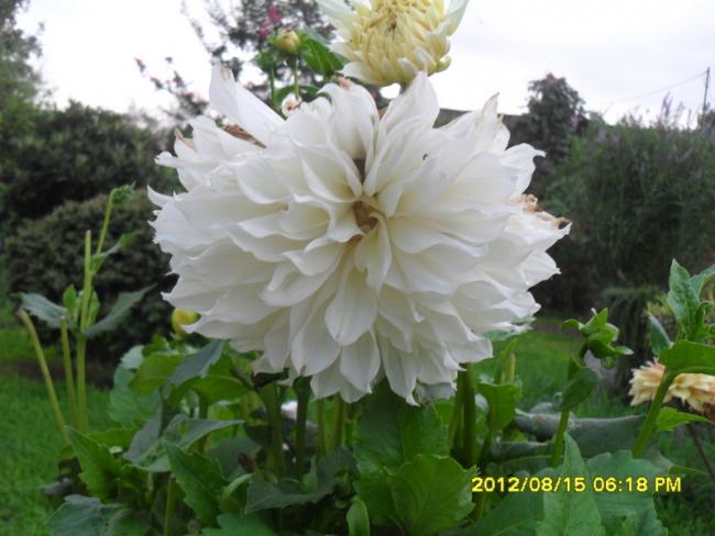 Name:  058.jpg
Views: 502
Size:  43.3 KB
