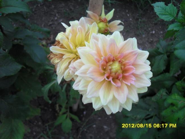 Name:  056.jpg
Views: 520
Size:  36.8 KB