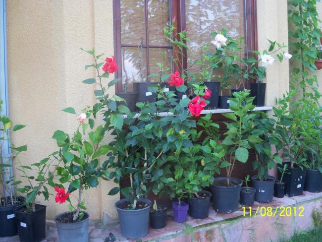 Name:  101_0423.jpg
Views: 820
Size:  63.4 KB