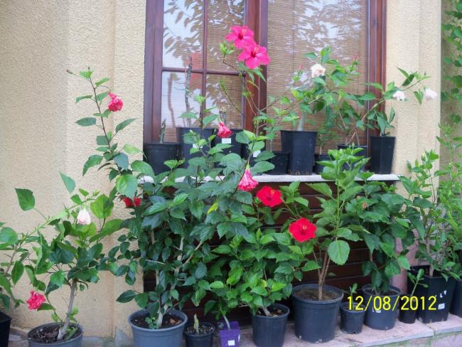Name:  101_0531.jpg
Views: 691
Size:  69.7 KB