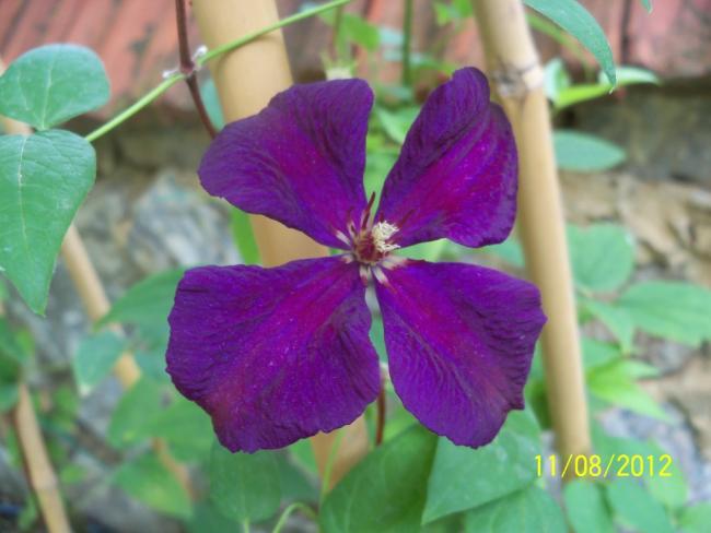 Name:  101_0456.jpg
Views: 591
Size:  37.1 KB