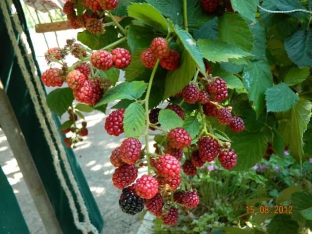 Name:  Resim 030.jpg
Views: 1114
Size:  58.9 KB