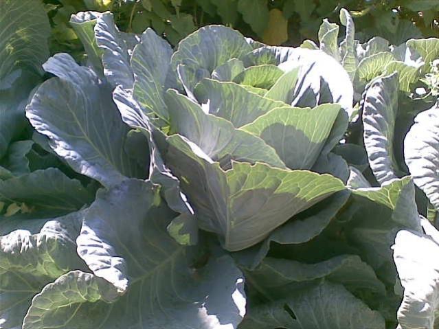 Name:  Grnt009.jpg
Views: 762
Size:  53.4 KB
