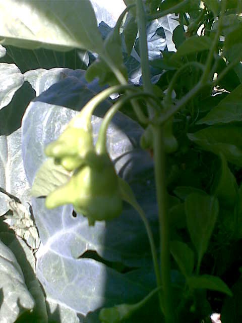 Name:  Grnt016.jpg
Views: 730
Size:  52.1 KB