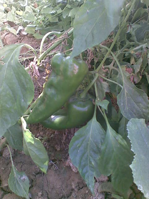 Name:  Grnt019.jpg
Views: 732
Size:  69.9 KB