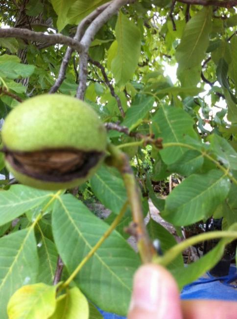 Name:  iphone 021.jpg
Views: 793
Size:  48.2 KB
