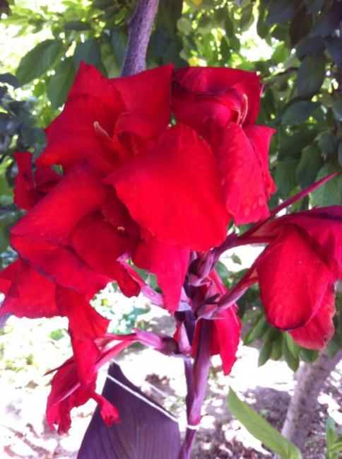 Name:  iphone 031.jpg
Views: 701
Size:  47.7 KB
