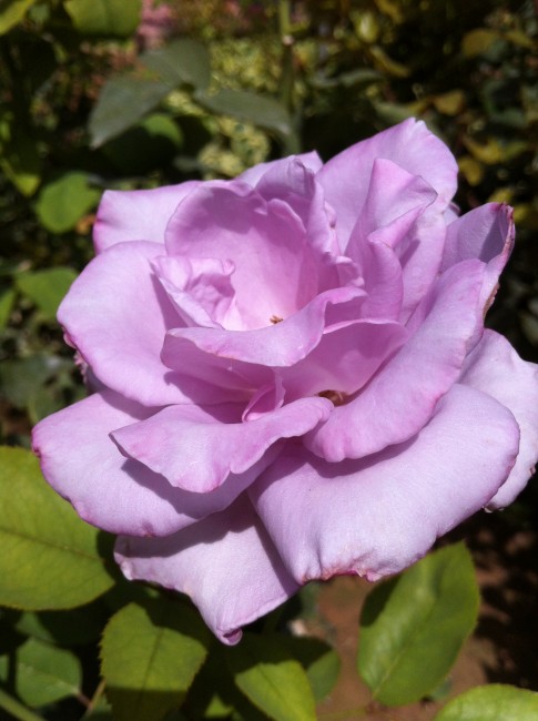 Name:  iphone 013.jpg
Views: 870
Size:  67.4 KB