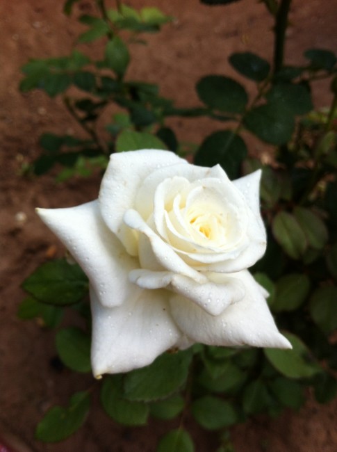 Name:  iphone 022.jpg
Views: 861
Size:  48.7 KB