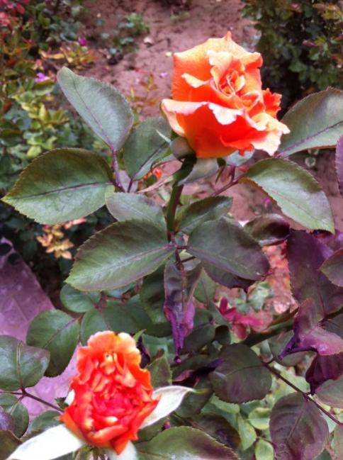 Name:  iphone 027.jpg
Views: 883
Size:  56.1 KB