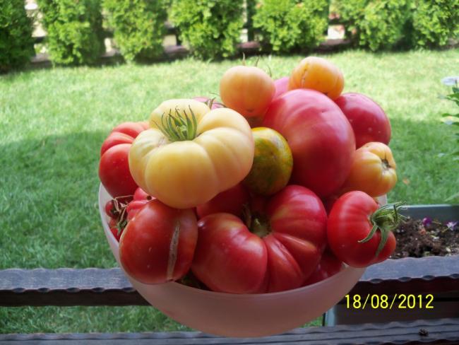 Name:  101_0879.jpg
Views: 441
Size:  48.9 KB