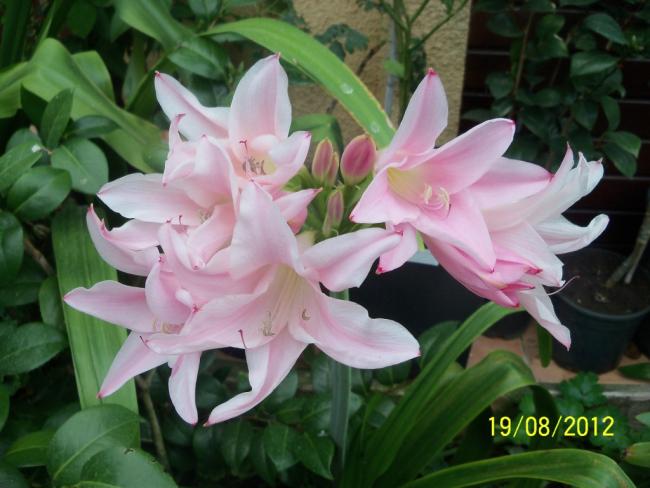 Name:  101_0892.jpg
Views: 752
Size:  44.0 KB