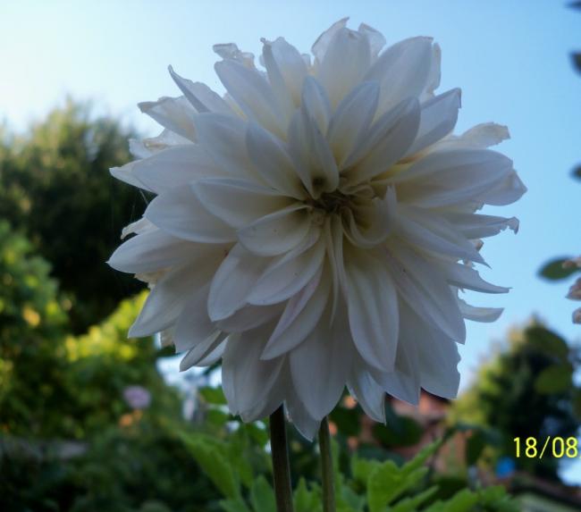 Name:  101_0771.jpg
Views: 445
Size:  33.2 KB