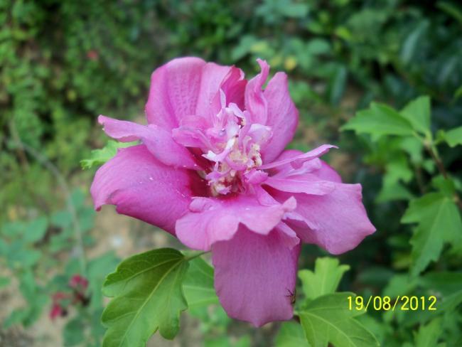 Name:  101_0921.jpg
Views: 423
Size:  38.1 KB