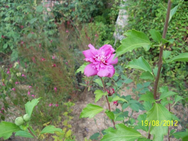 Name:  101_0908.jpg
Views: 412
Size:  55.7 KB